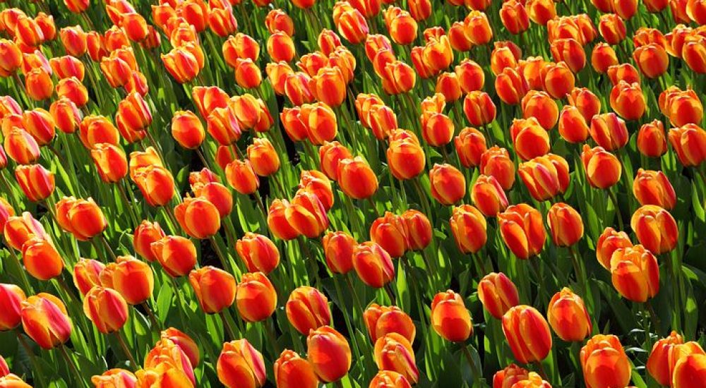 special needs, Holland, Tulips
