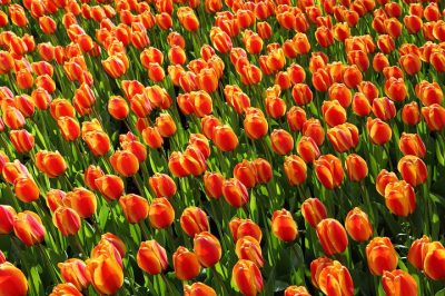 special needs, Holland, Tulips