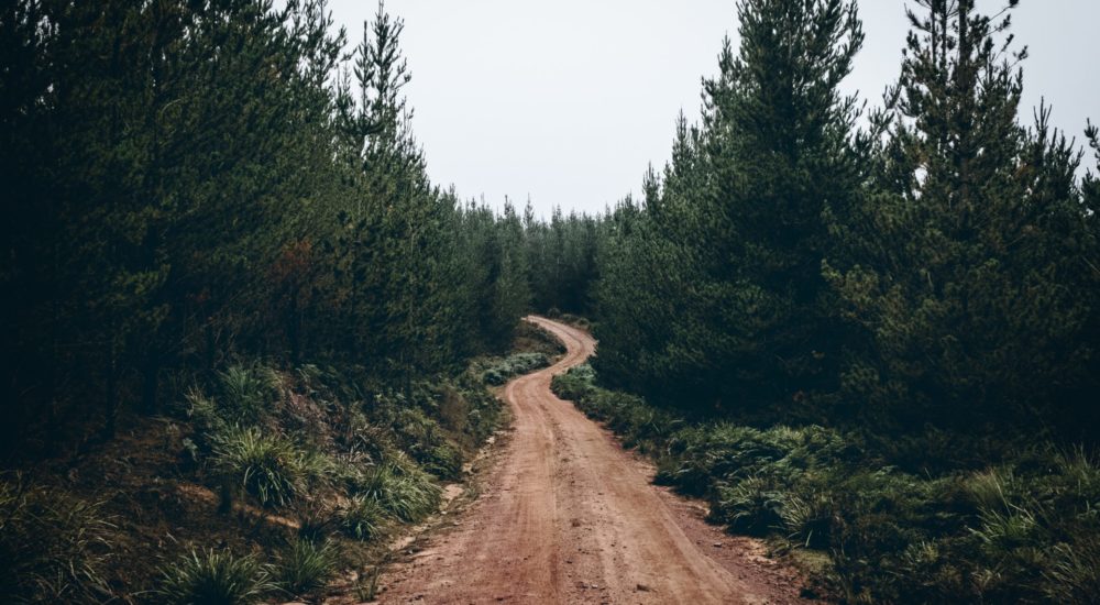 dirt road through a forest