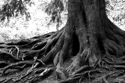oak tree roots-flexible
