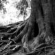 oak tree roots-flexible