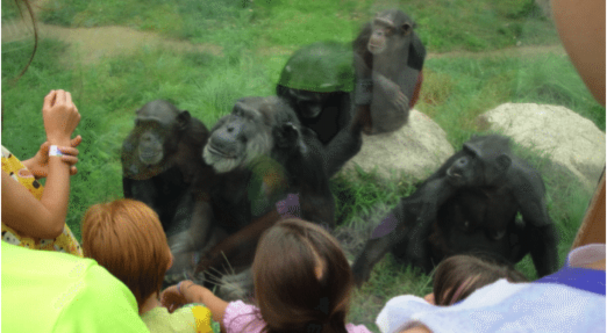 Fun for the Zoo Engineering Enrichment and Enhancement BOOST Cafe