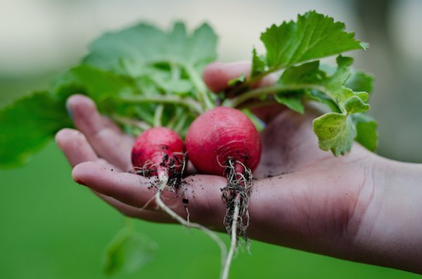 turnips-youth-gardening