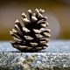 Meet The Author Guest Blog: Finding Pinecones | Phil Brown