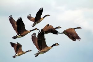 flying flock of geese