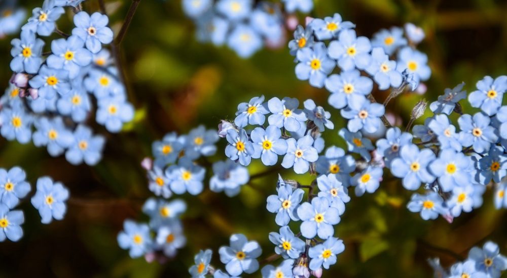 field of Forget Me Nots