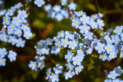 field of Forget Me Nots