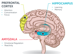 illustration of human brain with functions of different hemispheres
