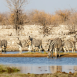 Virtual Field Trip – African Safari