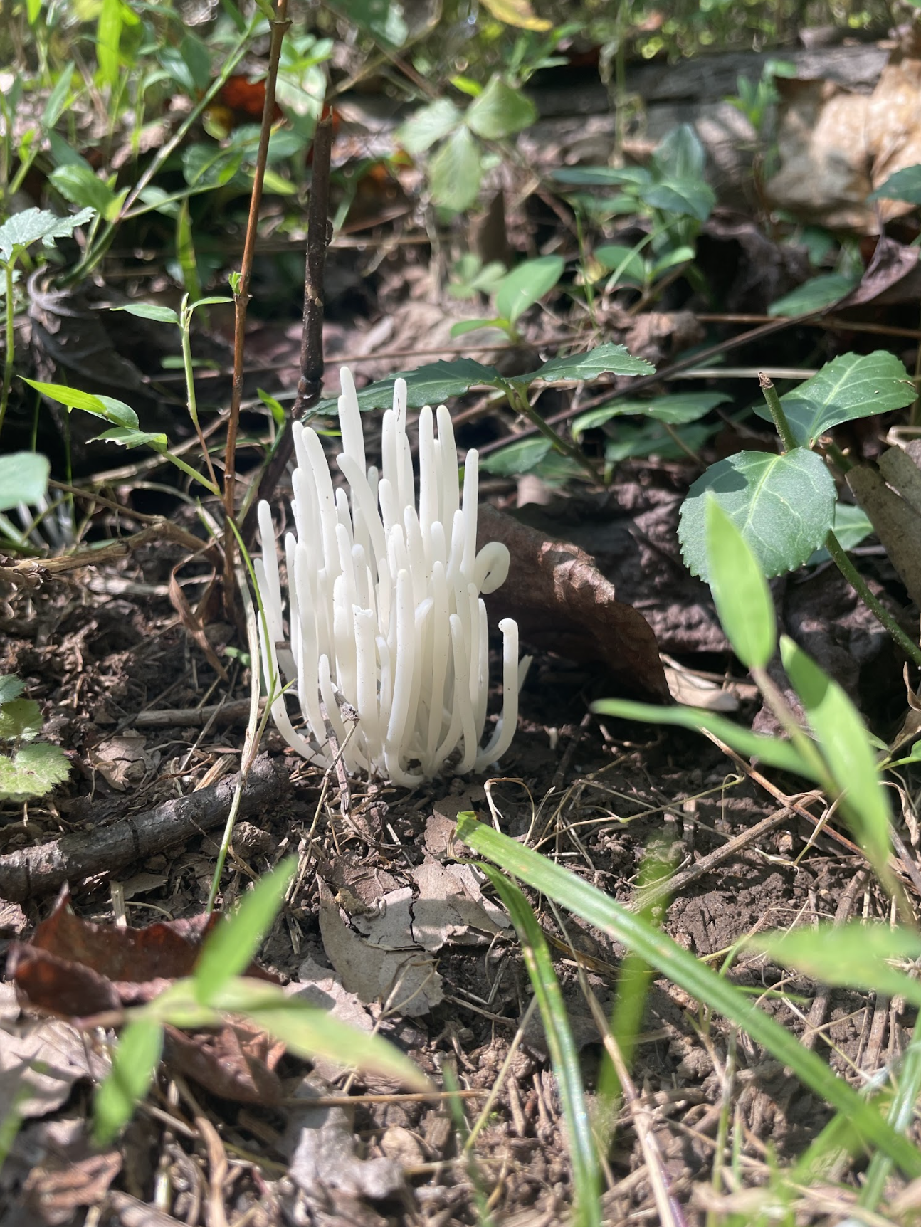 A photo taken by Joshua of white mushrooms coming up from the ground.