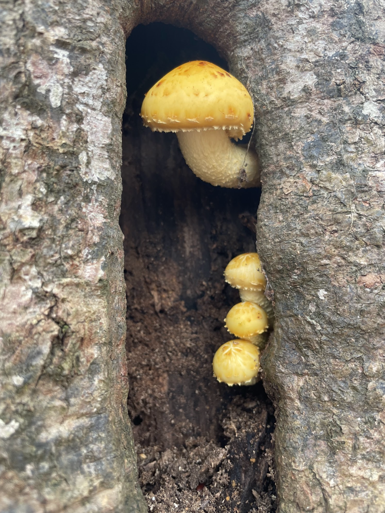 A photo taken by Joshua of yellow mushrooms in a tree.