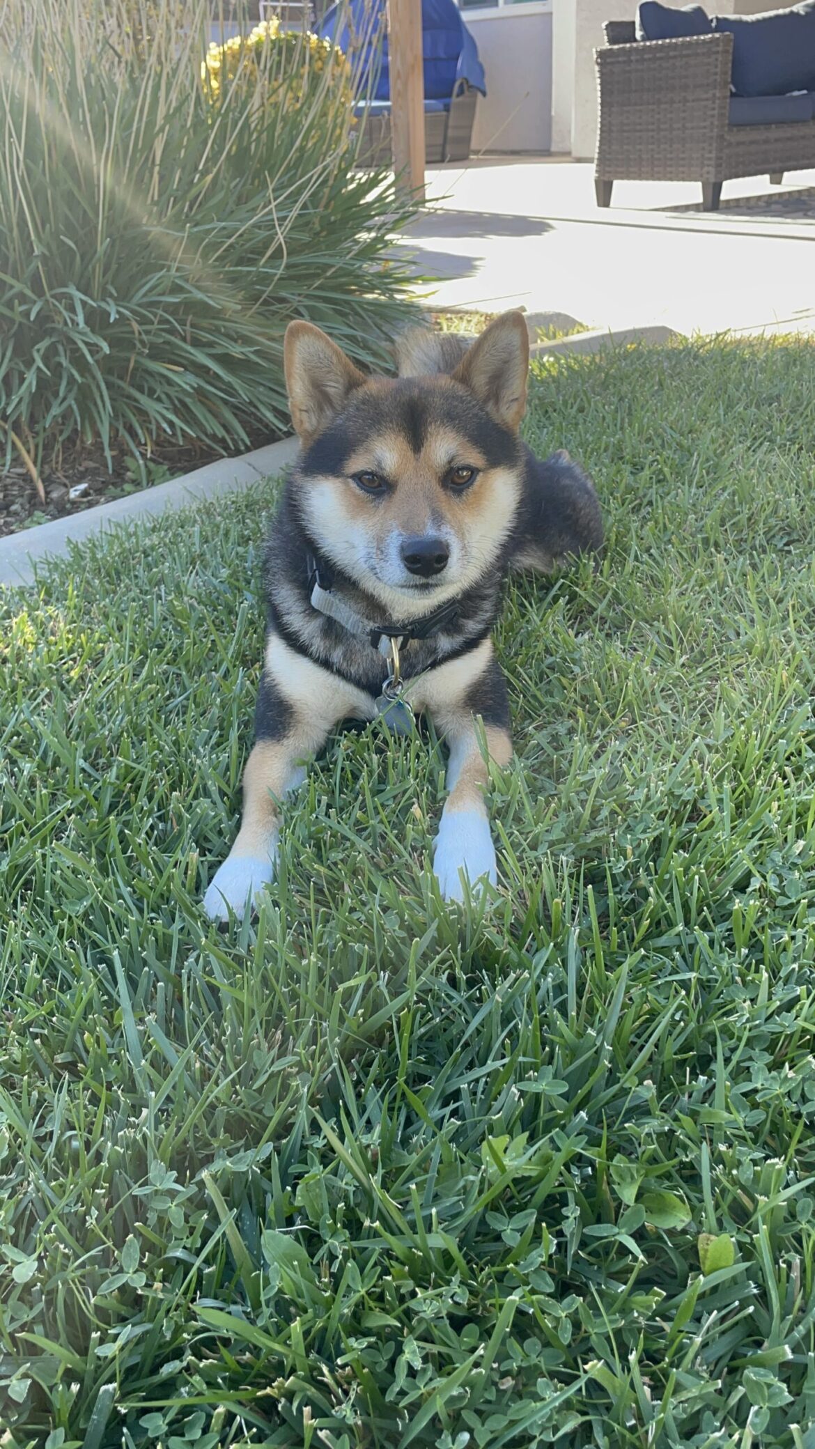 A photo of Justin's dog, a Shiba Inu named Jordan.