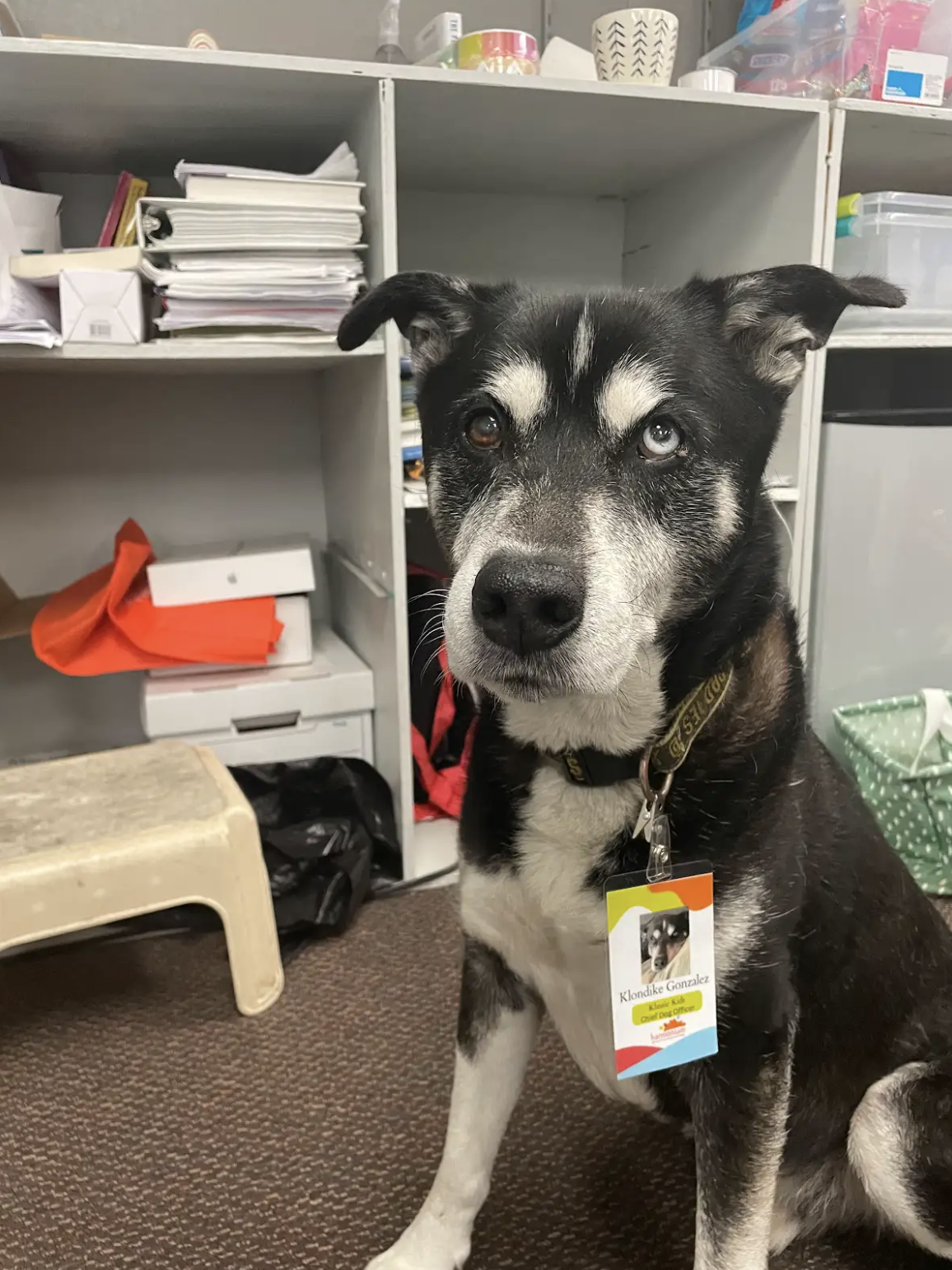 A photo of Kristen's dog, Klondike.