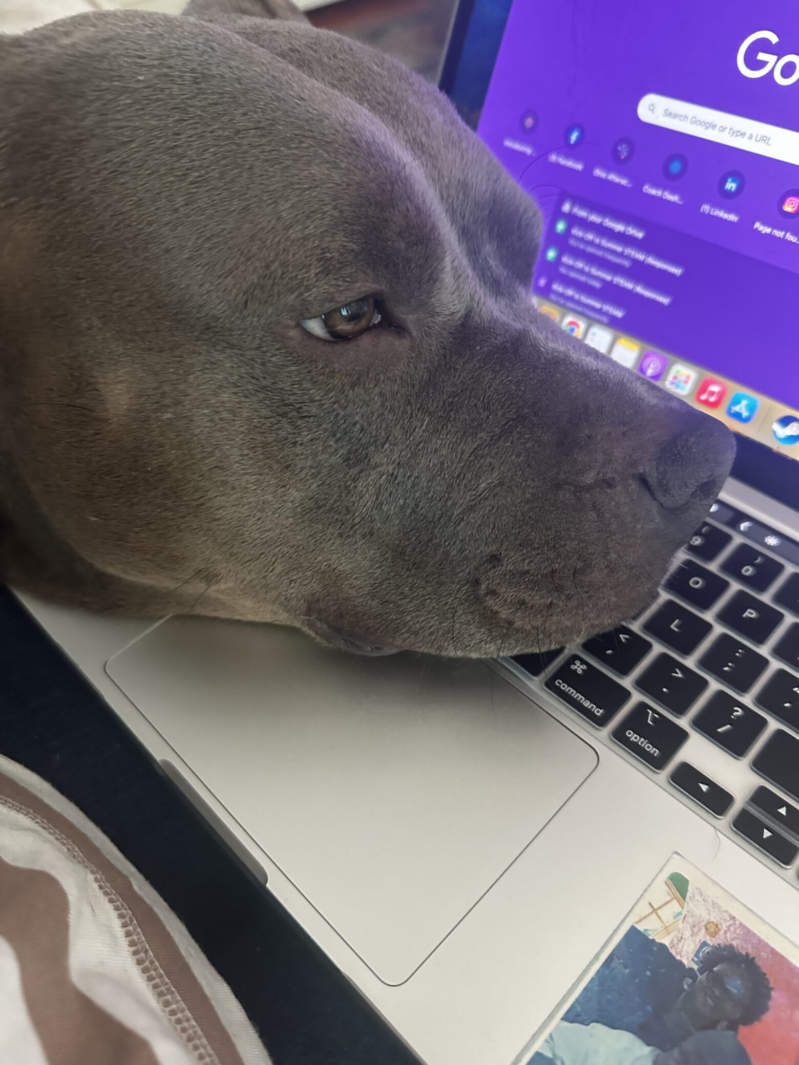 A photo of Sheila's dog with its head resting on her computer keyboard.