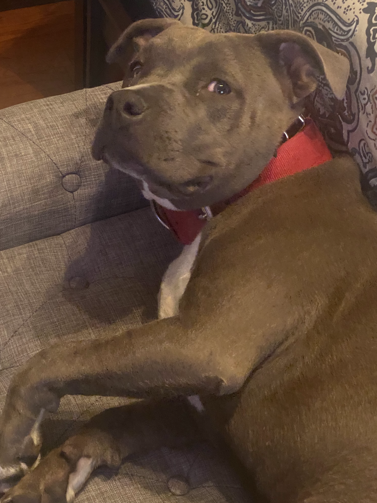 A photo of Sheila's dog Lucy laying on the couch.