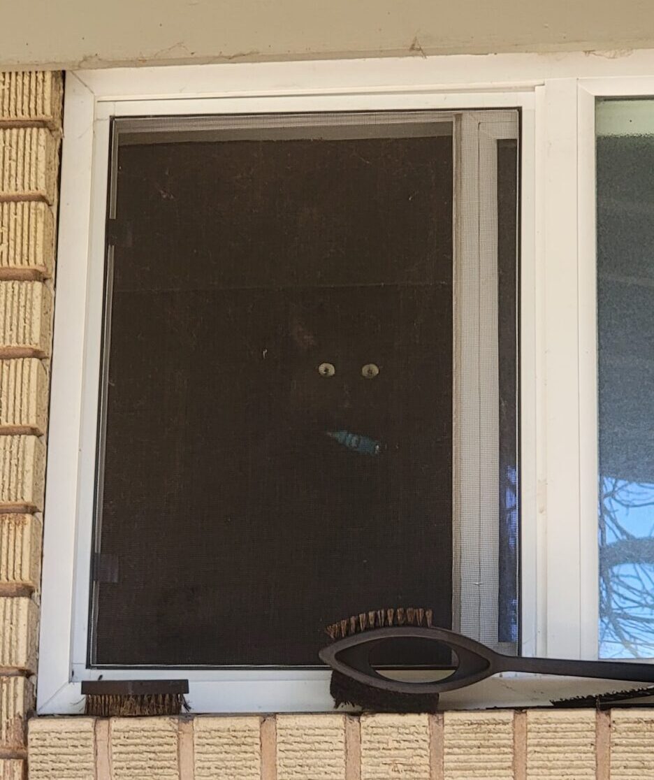 A photo of Susie's black cat looking out of a window.